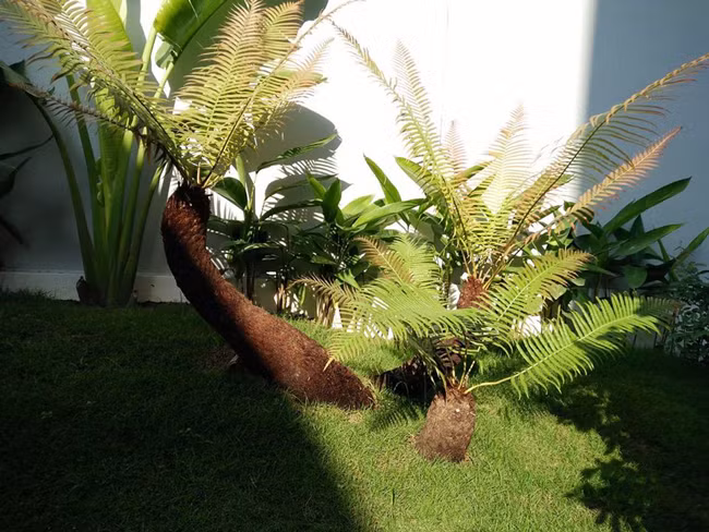 Sở dĩ dương xỉ cổ đại có giá cao, vì chúng đươc khai thác ở các vùng rừng sâu trong nước và chúng rất hiếm, tuổi đời mỗi cây có thể lên tới hàng trăm năm.