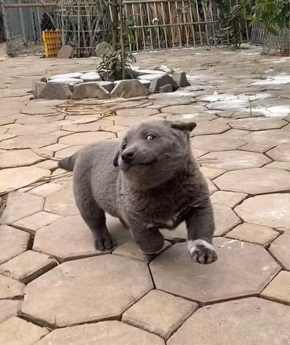 Khoảng tháng 2/2020, loạt ảnh về một chú chó có bộ lông màu xám, vóc dáng bụ bẫm cùng biểu cảm hài hước đã gây sốt khắp các trang mạng xã hội.