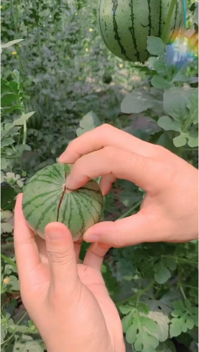 Bất ngờ hơn, chàng trai này chỉ cần dùng 1 ngón tay ấn nhẹ vào giữa là quả dưa hấu đã tự nứt ra.