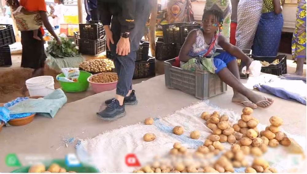 Chưa đạt độ tăng trưởng tối ưu, khoai tây trái mùa ở Quang Linh farm không đều củ, có củ to cỡ nắm tay người lớn nhưng có củ nhỏ chỉ bằng quả trứng vịt. Tuy nhiên tổng lượng thu hoạh cũng khá ổn, được khoảng 5 tấn.