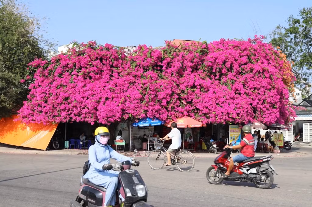 Người trồng giàn hoa giấy này chính là cụ Nguyễn Khanh, một nghệ nhân đờn ca tài tử hằng đêm hát cải lương bên bờ sông Cà Ty.