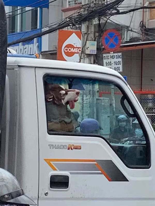 Ngủ vắt lưỡi là có thật, đúng là loài "đại ngáo", làm gì cũng khiến người khác bật cười.