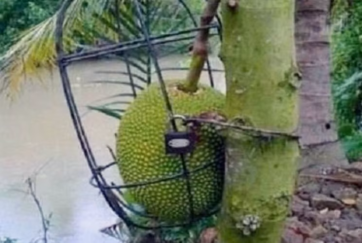 Làm lồng sắt, khoá kĩ càng nhưng số phận của quả mít này ra sao thì chưa ai rõ.