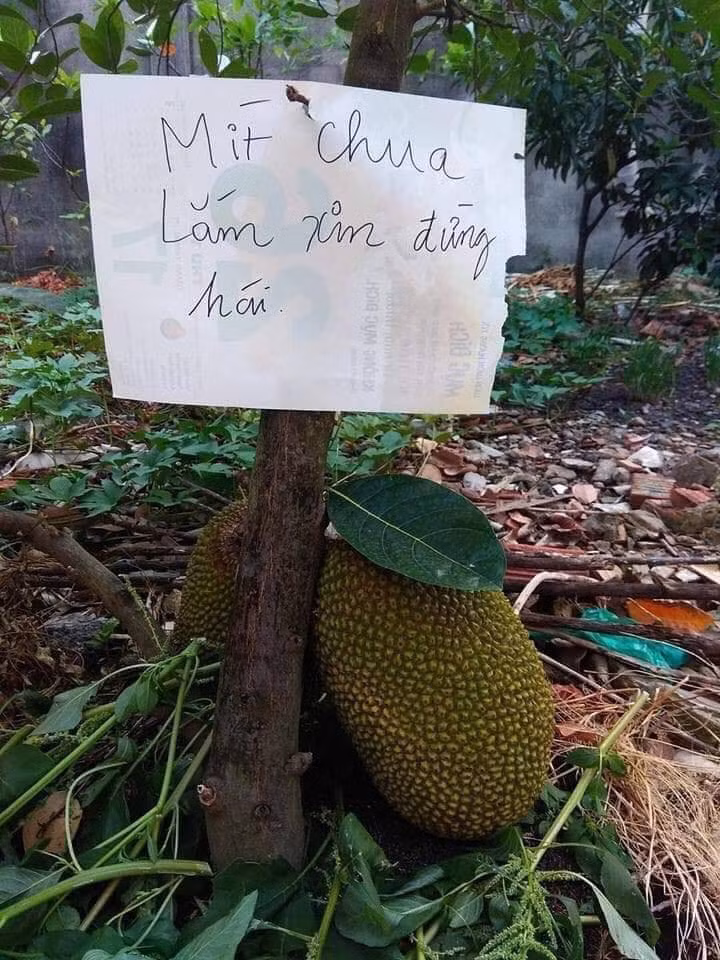 Ghi giay chong hai trom mit, chu nhan nhan ve cai ket 