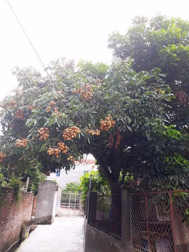 Mới đây trên MXH, dân mạng được dịp tìm lại loạt ảnh những loại cây ăn quả mọc "sai trái" khi không chị ở yên trong vườn chủ nhà mà lại lần mò sang hàng xóm.