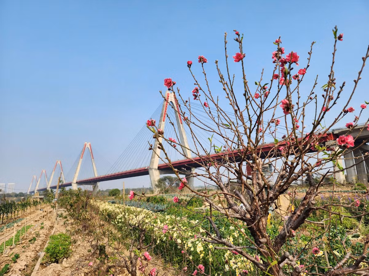 Chị Thơm, chủ một vựa trồng đào tại Phú Thượng chia sẻ, vườn đào của nhà chị mất tới hơn 75% diện tích, thiệt hại khoảng hơn 300 triệu đồng.