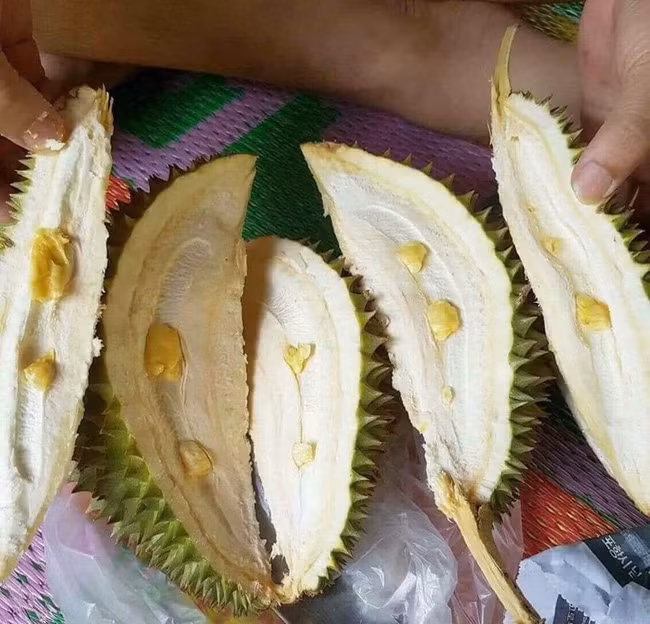 Quả sầu riêng hình thành bên ngoài khá đầy đủ nhưng bên trong ruột thì chẳng được là bao nhiêu...