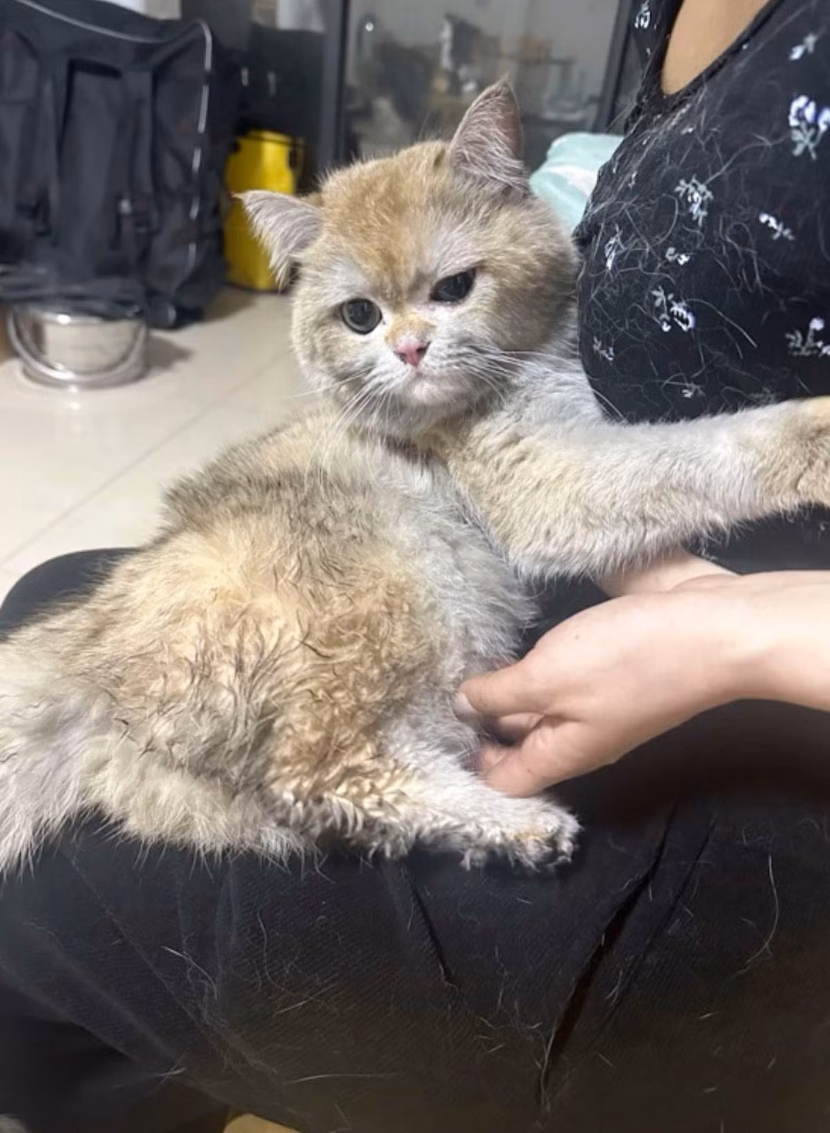 Phản ứng lạc quan của chủ nhà trước vụ hỏa hoạn và vẻ ngoài dễ thương của chú mèo thu hút tới 8 triệu lượt xem.