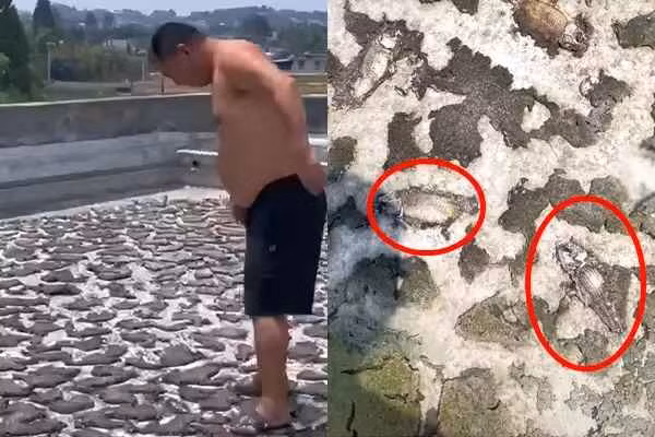 Trong hồ ban đầu nuôi khoảng 20-30 con cá, chủ yếu là cá vàng và cá chép. Bình thường, người nhà sẽ bơm nước lên sân thượng để nuôi cá và thỉnh thoảng mới lên để cho cá ăn. Người con gái cho biết, trước khi đi công tác, bố cô đã bơm nước vào hồ, cao khoảng 30-40cm và nghĩ mọi chuyện sẽ ổn cho đến khi ông trở lại.