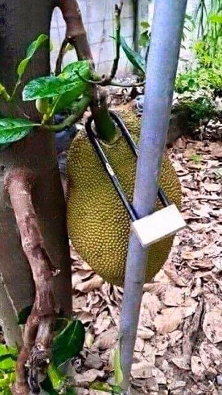 Trước tình hình các mít tặc hoành hành thì cẩn thận nhất đó là khóa trái mít lại.