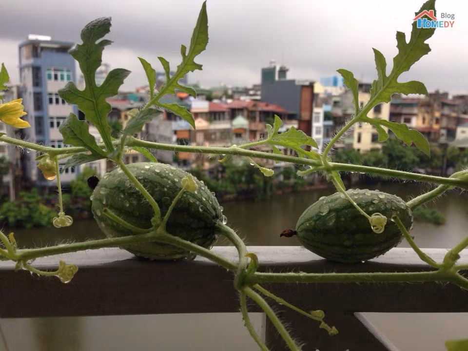 Trước đó ở trên mạng, nhiều thành viên cũng chia sẻ hình ảnh những trái dưa hấu tí hon nhìn vô cùng dễ thương.