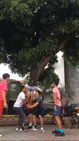 Theo chia sẻ của nhiều thành viên như mọi năm các cây xoài năm nay lại ra quả sai lúc lỉu. Bởi vậy khắp nơi mới rộ lên "trào lưu" rủ nhau đi hái xoài, quay clip và khoe lên mạng xã hội như thế này.