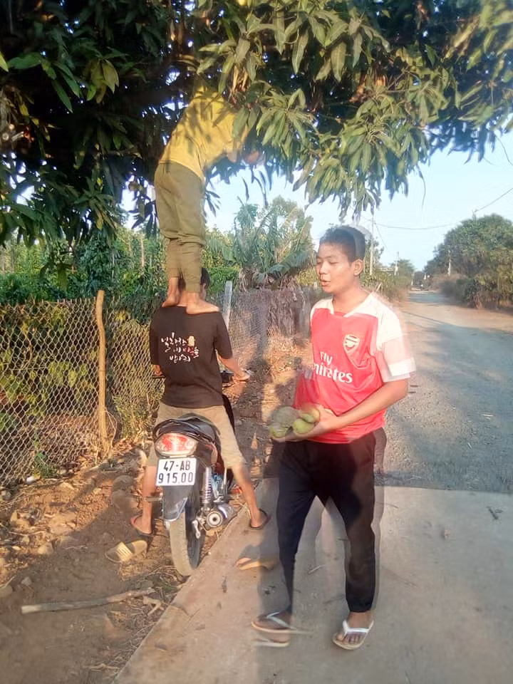 Chẳng cần công cụ gì quá cao siêu, chỉ cần độ cao vừa đủ "7749" màn trộm xoài đã được diễn ra trót lọt.