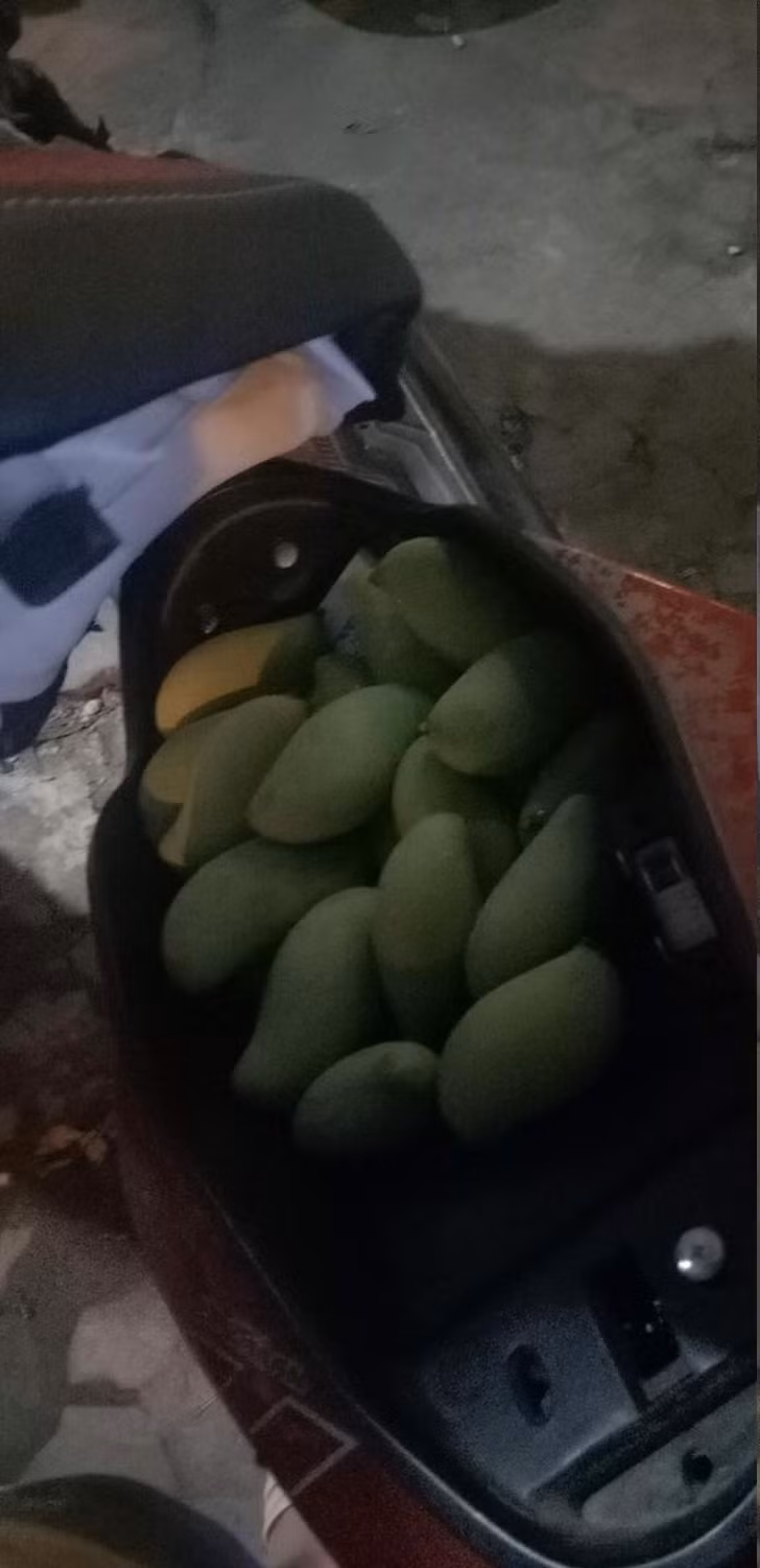 Mới đây trên fanpage Nghệ An, một thành viên đã khoe chiến tích hái trộm xoài của mình và những anh em chiến hữu trong xóm.