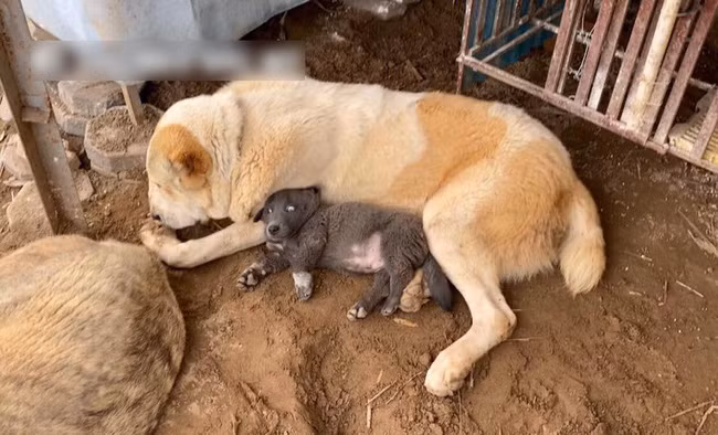 Dúi là con chó ta lai bình thường, nguồn gốc có thể lai từ giống chó Dingo lùn, đột biến gen mà ra, không phải giống chó H'mong cộc đuôi như mọi người suy đoán.