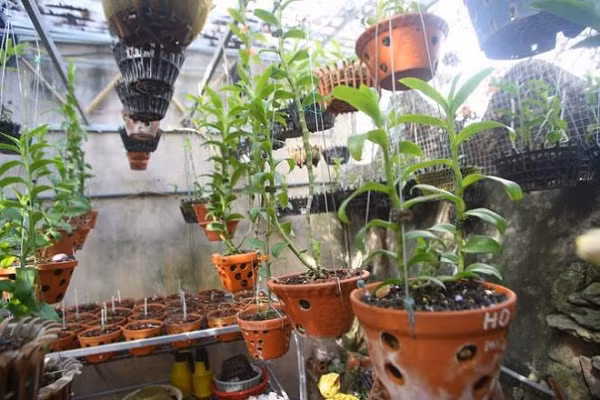 Người chơi lan đột biến tiết lộ sự thật khó tin về các thương vụ Nguoi choi lan dot bien tiet lo su that kho tin ve cac thuong vu
