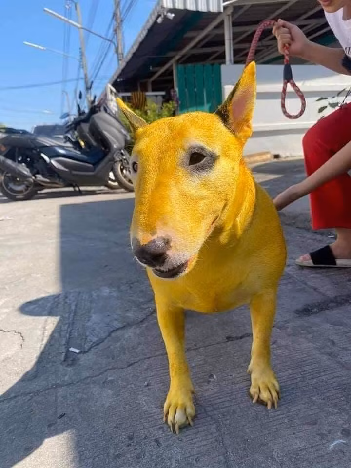 Theo ngoại hình chú chó đang trở thành ngôi sao trên mạng xã hội trên thuộc giống chó Sục bò hay có tên tiếng Anh là Bull Terrier. Nó bắt đầu xuất hiện ở Anh vào những năm 1830 do lai giống từ giống Bulldog Anh và Terrier Anh trắng ngày nay đã tuyệt chủng, nhằm tạo ra một giống chó săn mới năng động và gọn gàng hơn.