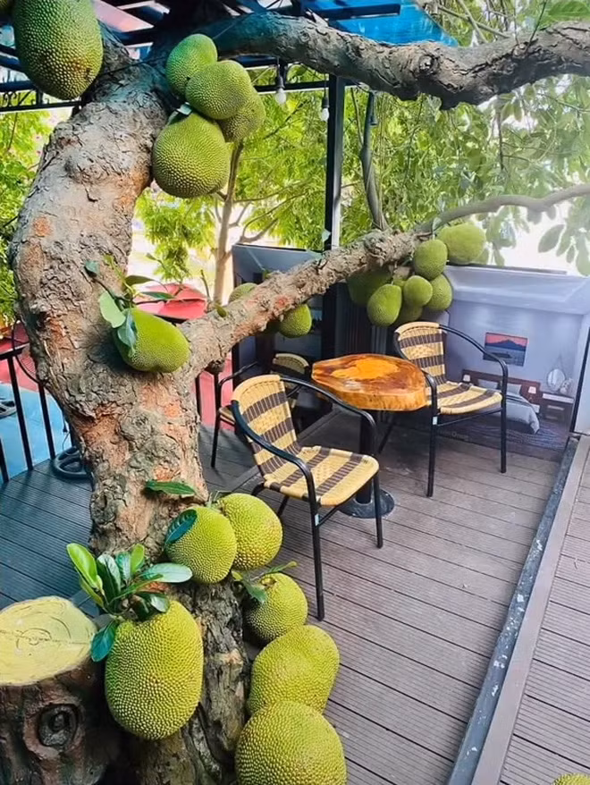 Có thể thấy, nền quán cà phê này được dựng khá cao, để trống những chỗ có thân cây mít mọc qua.