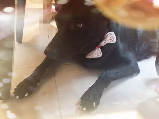 Mặc dù được chú chăm chút kĩ lưỡng từ bộ móng cho đến trang phục nhưng biểu cảm chú cún tỏ ra vẫn buồn.