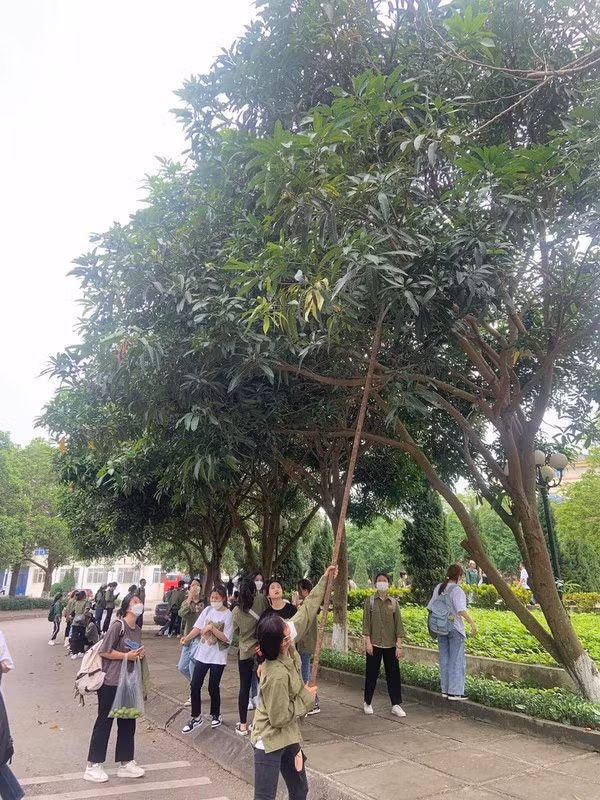 Bên cạnh chuyện học thì các cô cậu học sinh, sinh viên còn bày đủ trò trong trường, mà phổ biến nhất có lẽ là… vặt trộm xoài mọc trong sân. Ảnh: Lang Thang Hà Nội