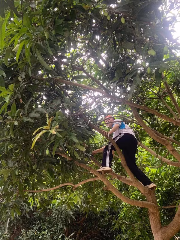 Ở đâu có xoài ở đó có những thanh niên “thích ăn trộm”, không phải vì thèm khát mà còn vì vui như trở về tuổi thơ một lần nữa.