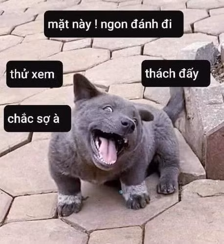Theo đó, trái với hình ảnh đáng yêu mũm mĩm lúc còn nhỏ, một tài khoản cho biết Dúi hiện đã tăng cân quá đà, thậm chí chiếc bụng nặng nề đến chẳng thể đi nổi.