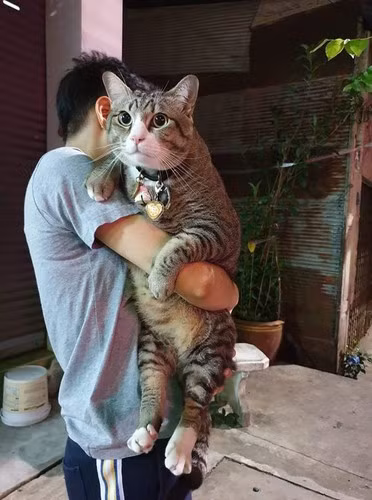 Tranh thủ cơ hội trên, rất nhiều "con sen" khác cũng khoe ngay "boss" của mình khi cho đi ra đường ngay bên dưới bài đăng.