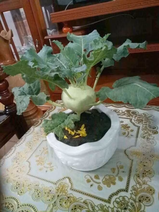 Thậm chí, nếu để độc đáo hơn, nhiều gia đình đã thay Đào, Mai như thường lệ bằng su hào có sẵn ngoài vườn.