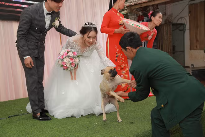 Khi cô dâu chuẩn bị về nhà chồng, chú chó đã bịn rịn mãi không thôi và còn nằm lăn qua lăn lại trên váy cô dâu để "ăn vạ". Chứng kiến cảnh tượng này nhiều người đã vô cùng bất ngờ, thế mới biết những chú chó luôn hiểu và cảm nhận được hết mọi chuyện.