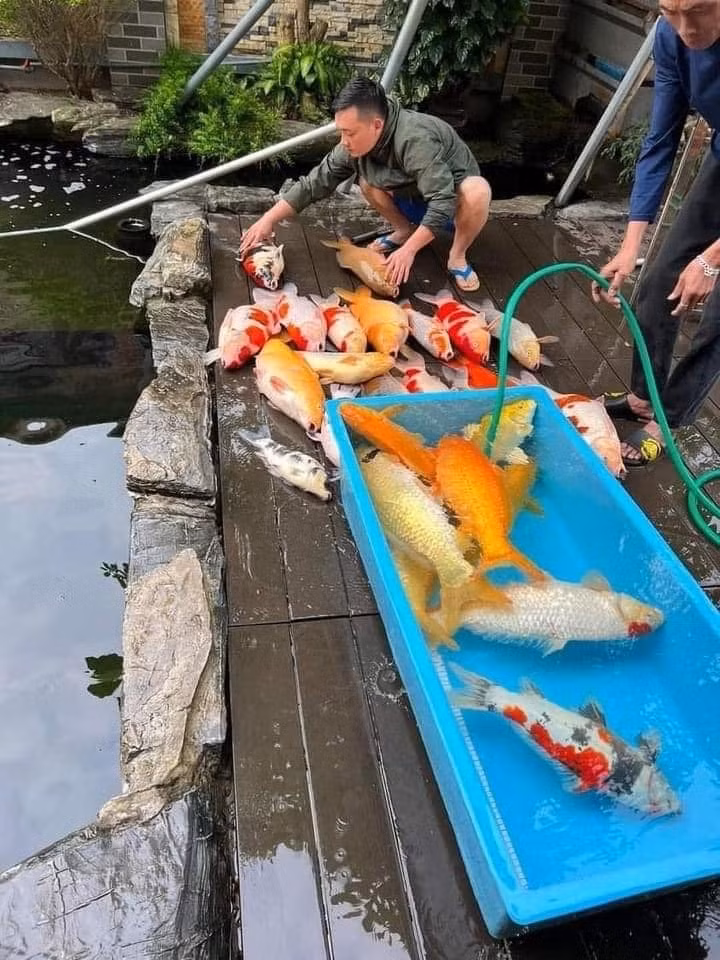 Mới đây, không biết gì nguyên nhân gì mà một đàn cá Koi đồng loạt lăn ra chết được chia sẻ trên mạng xã hội. Được biết, chỉ sau 1 đêm, đàn cá đã lần lượt chết và thiệt hại lên đến 700 triệu đồng.