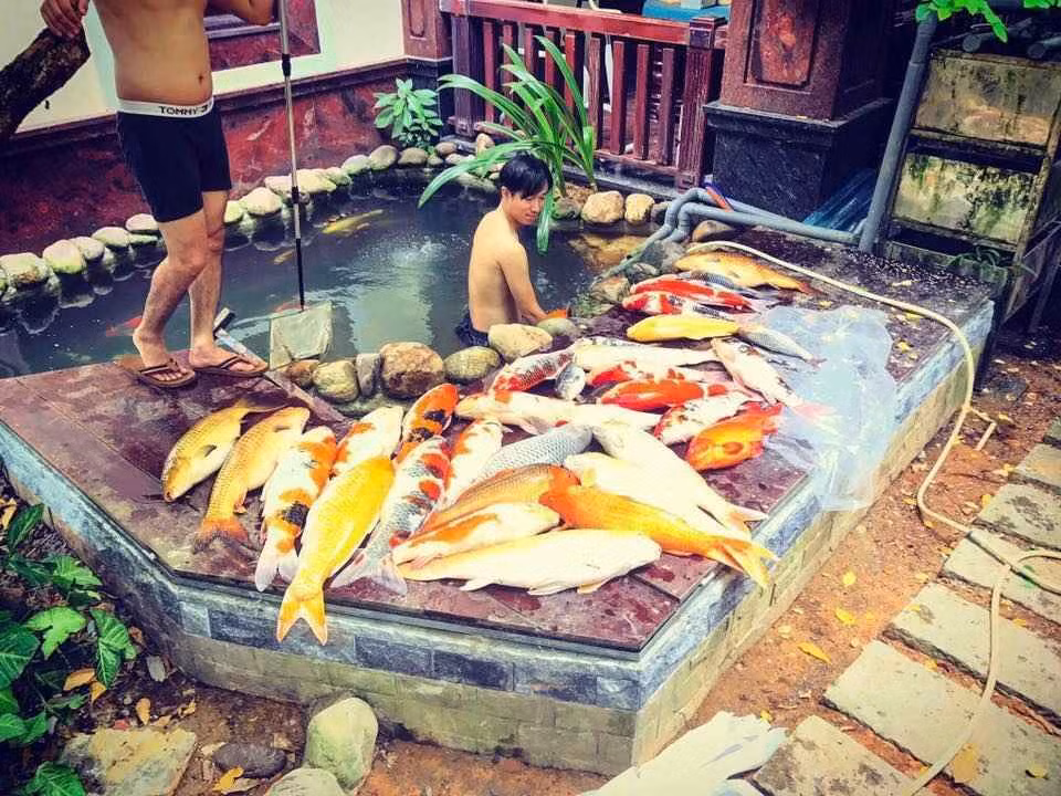 Cách đây chưa lâu, câu chuyện một ông chồng mê nhậu khi vợ gọi không về nhà nên thịt hại cả đàn cá Koi lên tới tiền tỷ từng gây xôn xao.