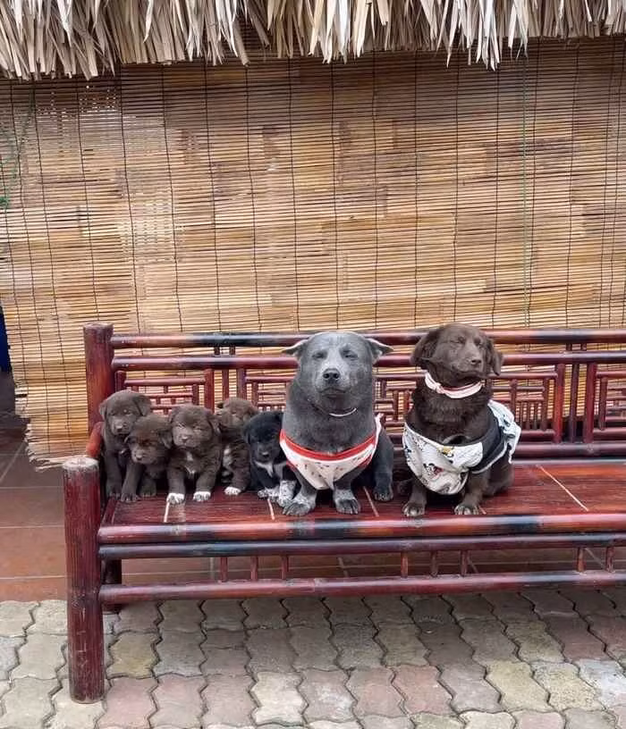 Sinh ra ở vùng núi Tây Bắc, idol Dúi đã nhanh chóng phủ sóng khắp các cõi mạng xã hội khi ấy trong một thời gian dài.