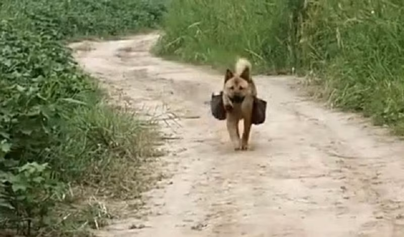 Mọi người yêu mến loài chó vì chúng thông minh, tình cảm và đặc biệt trung thành tuyệt đối với chủ nhân của mình.
