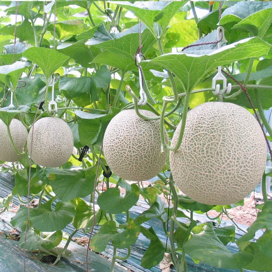 Trong khi đó, một số khác lại tỏ ra hài hước nhận xét về thành phẩm của cô gái: "Ăn dưa lưới, lấy hạt gieo thành dưa gang. Vậy thì nhanh trí đợi dưa gang chín, ăn xong rồi lấy hạt gieo là sẽ thành dưa lưới thôi!" hay "Tự nhiên xem clip cái nhớ ngay tới bài hát: ba em trồng khoai lang mà đào lên thấy khoai mì!".