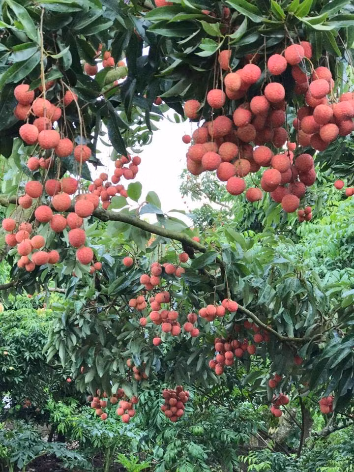 Vì chất lượng ngon nên giá bán loại vải thiều cũng cao hơn bình thường.