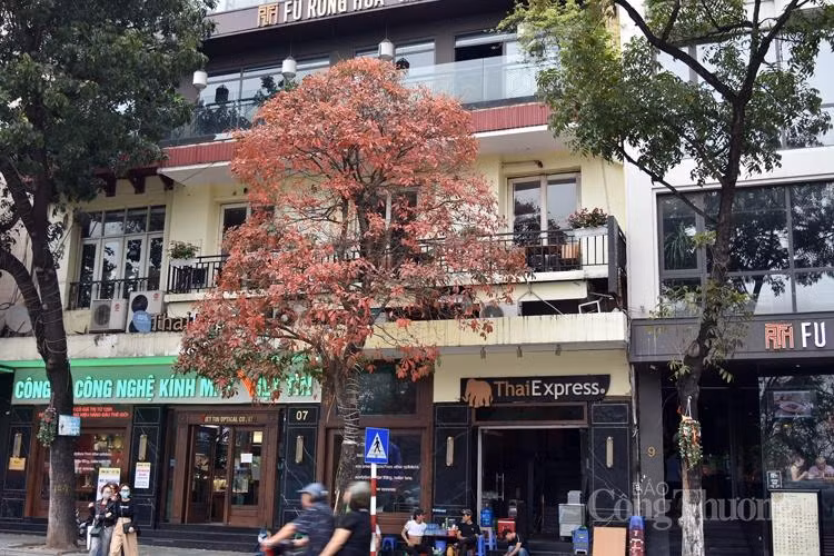 Hàng cây ven Hồ Gươm đan xen sắc màu
