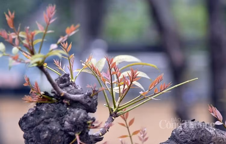 Những nụ mầm xanh tươi mơn mởn