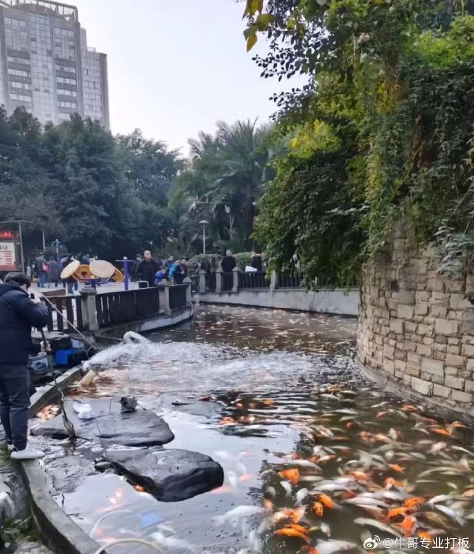 Nơi đây nuôi rất nhiều cá Koi với không gian yên tĩnh, là góc nhỏ yên bình, đem lại niềm vui cho người dân và du khách trong nhiều năm qua. Vào mỗi dịp cuối tuần hay lễ tết, nhiều bậc phụ huynh thường dẫn con đến đây ngắm cá thư giãn.