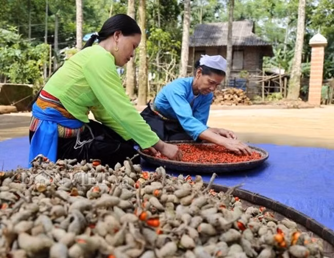 Chúng được ví như là "vàng đen" trong rừng. Hiện nay, thứ hạt này đã được xuất khẩu sang cả thị trường châu Âu.
