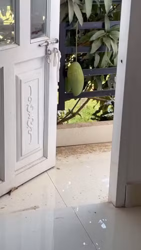 Dù chỉ có 1 quả nhưng quả thực cây xoài phản chủ này biết chiều lòng hàng xóm mà đau lòng chủ nhân khi mọc đúng cửa.