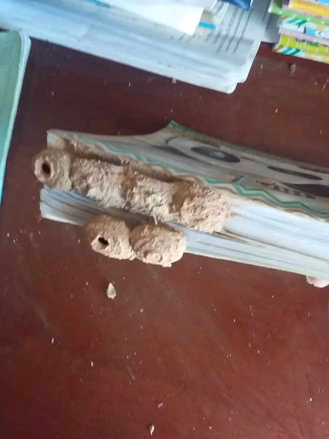 Mới đây, vì quá nhớ trường lớp, bạn bè, nhớ các tiết học, một số bạn trẻ đã lôi sách vở và cặp ra cho nguôi ngoai bởi kì nghỉ học vì dịch COVID-19 quá dài. Và rồi, nhiều người mới khóc dở mếu dở vì nấm mốc đen xì, thậm chí trứng côn trùng đã ngự trị nơi trang giấy trắng từ hôm nào.
