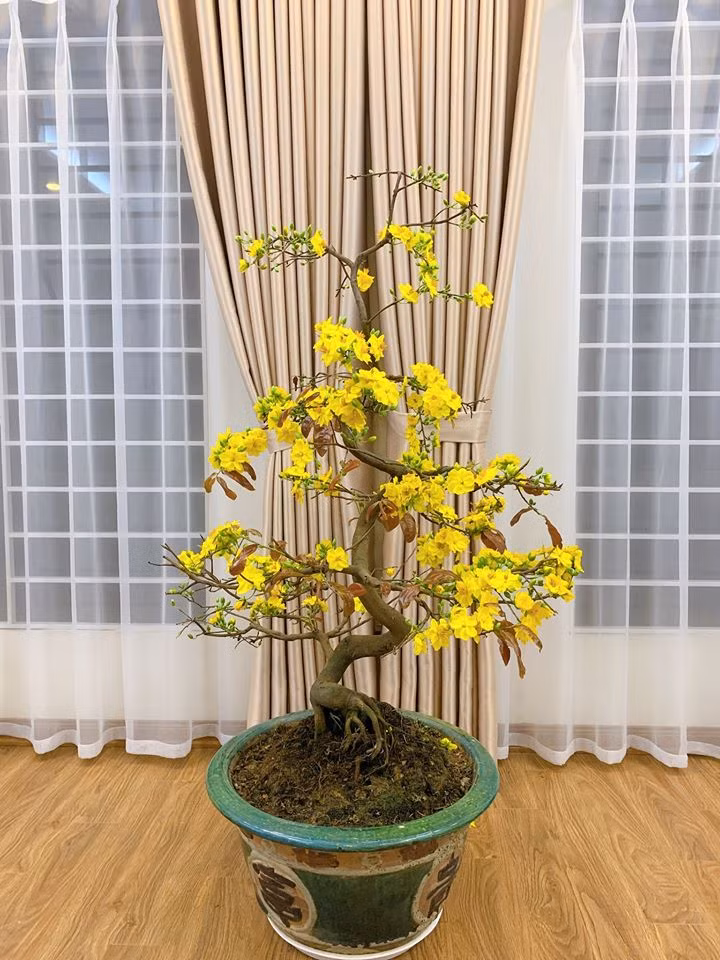 Mai vàng phương Nam "đến" nhà MC nhà đài đón Tết.