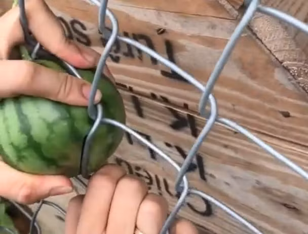 Ngay cả người chị xắn tay áo lên để thử dùng "công lực" lấy quả dưa hấu ra mà vẫn đành bó tay.