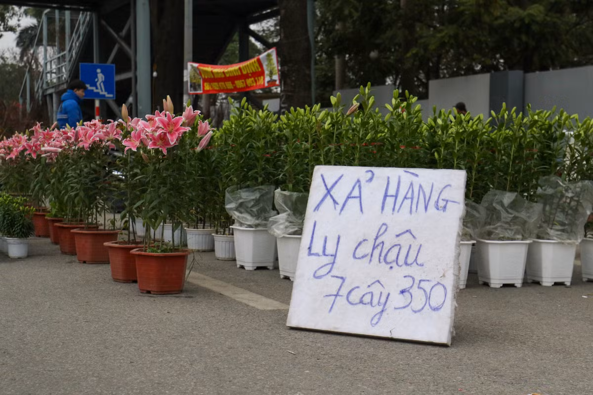 Ngay 19/1 tức 28 Tết Nhâm Dần là ngày cuối làm việc của các công ty, cơ quan. Có mặt tại các địa điểm bán cây cảnh ở Hà Nội, ghi nhận sức mua yếu và buộc những tiểu thương buộc phải xả hàng với giá bất chấp.