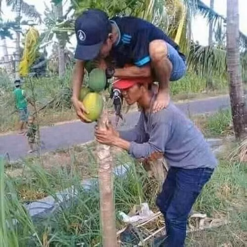 Theo đoạn clip, cô gái chạy xuống hái 1 quả đu đủ với biểu hiện gấp gáp, lén lút.