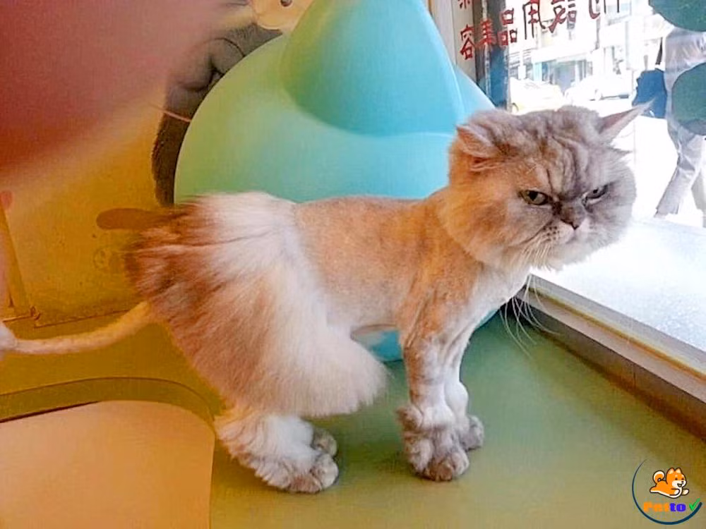 Tuy nhiên, lúc chứng kiến 1001 biểu cảm của chú mèo sau khi bị tỉa lông khiến ai cũng vui vẻ.