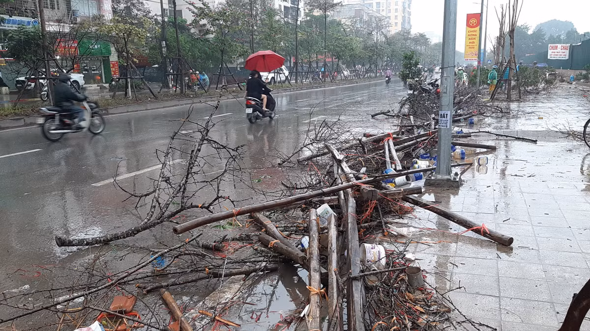 Nhiều cây còn đẹp cũng chỉ bán với giá từ 50-150 ngàn đồng.
