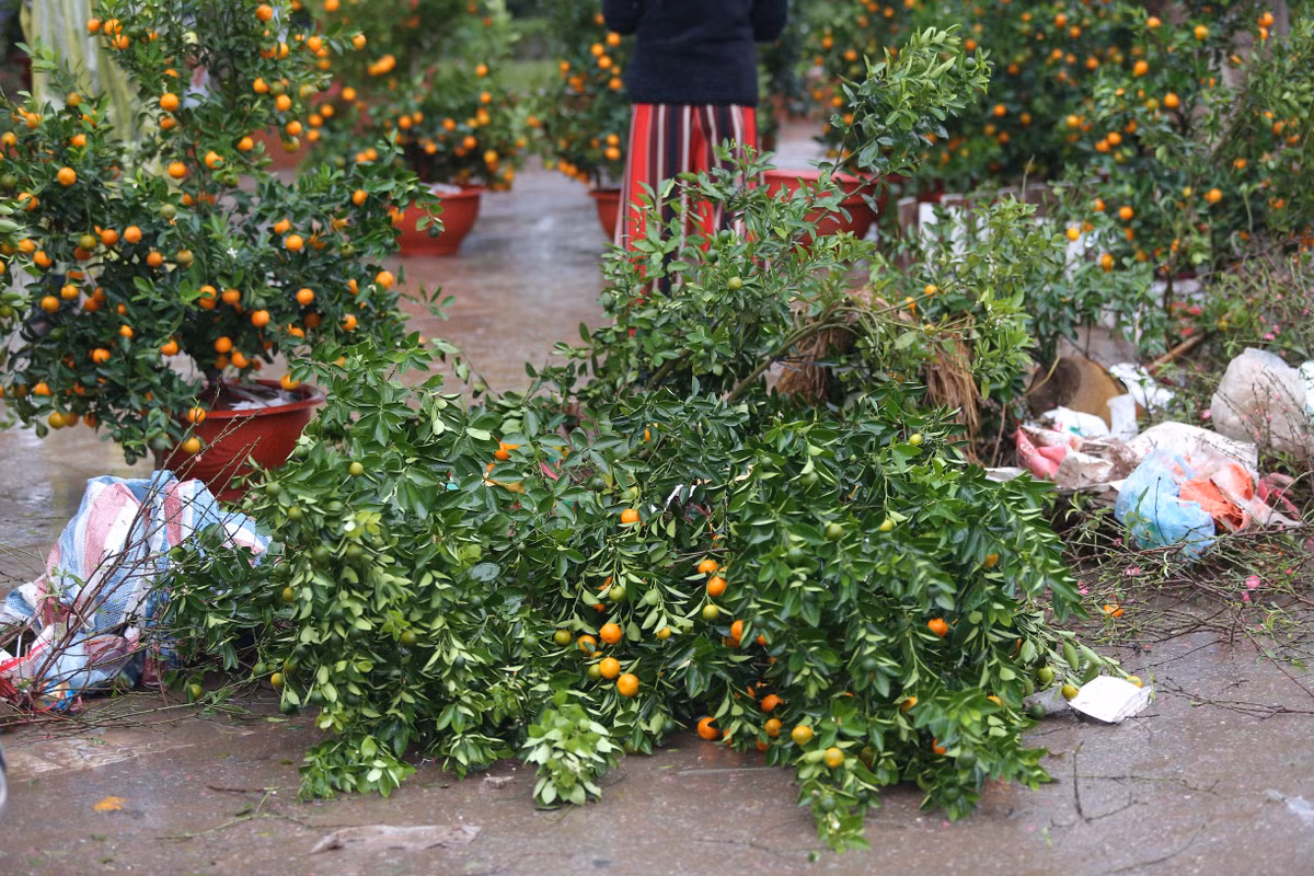 Những chậu hoa, quất cảnh các loại đã bị chủ hoa đập bỏ chứ không để những người muốn lấy về dùng miễn phí.