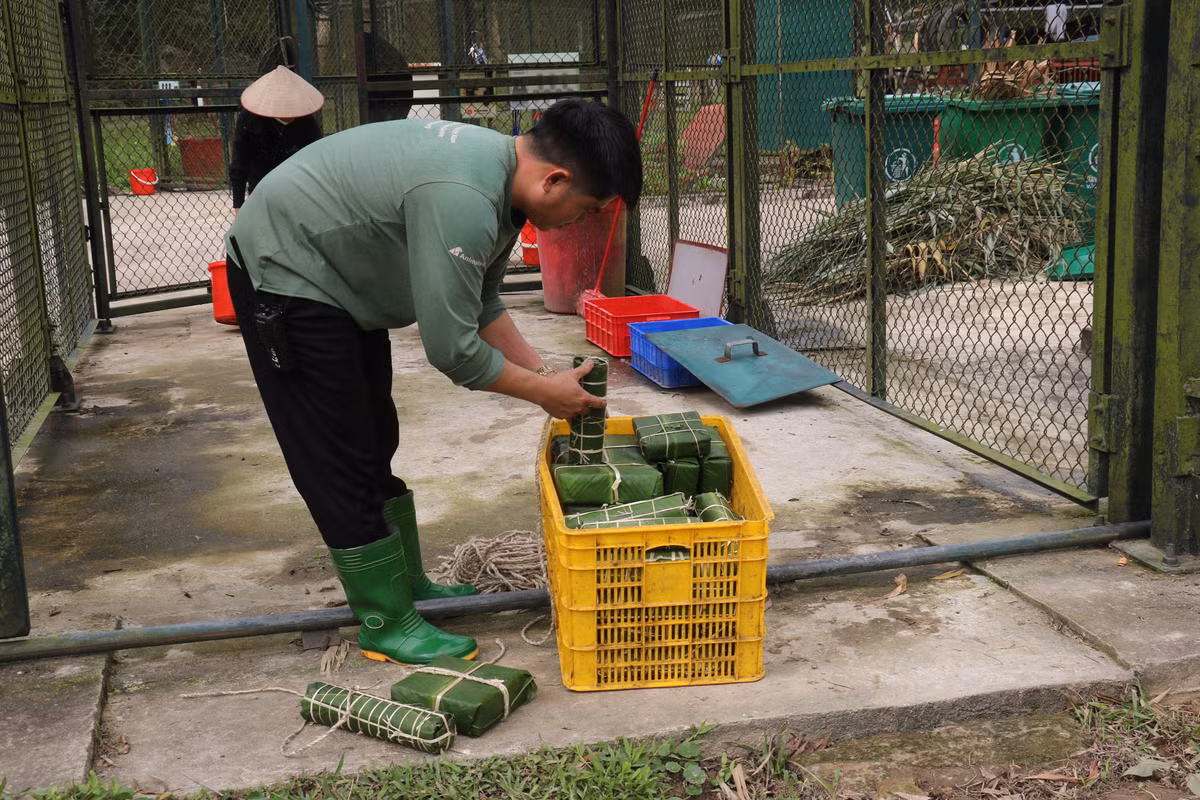 Các nhân viên tại Trung tâm Cứu hộ Gấu Việt Nam chuẩn bị bánh chưng đặc biệt cho các chú Gấu.