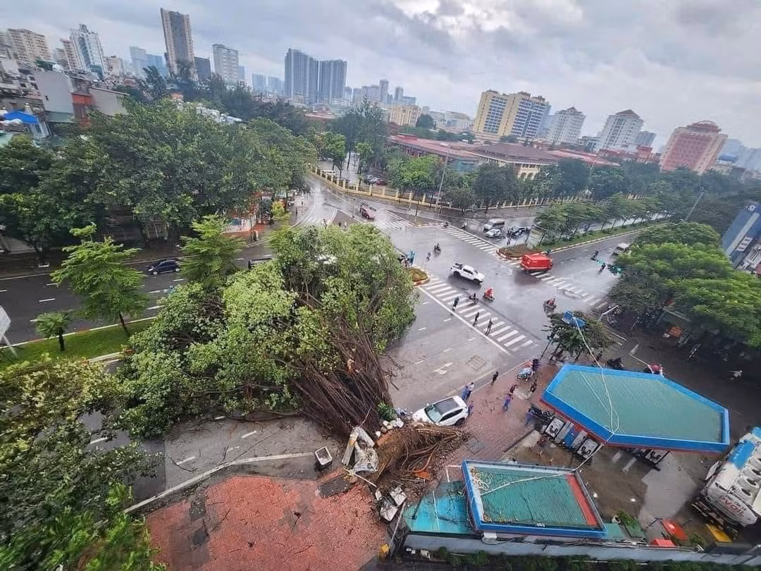 Một gốc cây lớn trên đường Hoàng Quốc Việt - Hà Nội bị gió bão quật đổ.
